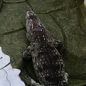 Siamese crocodile 040124