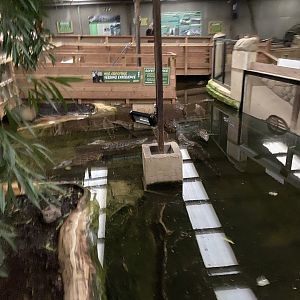 Nile crocodile exhibit 040124