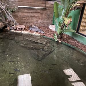 Yacare caiman exhibit 040124