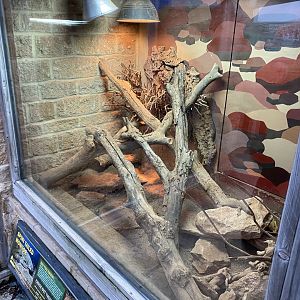 Spiny-tailed monitor exhibit 040124