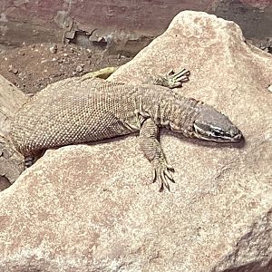 Spiny-tailed monitor 040124