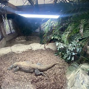 Komodo dragon exhibit 040124