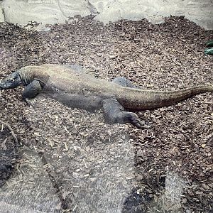 Komodo dragon 040124