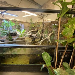 Cuvier’s dwarf caiman exhibit 040124