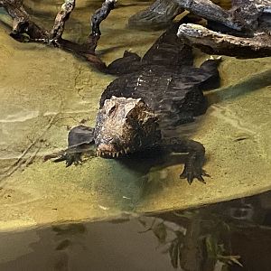 Cuvier’s dwarf caiman 040124