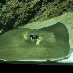 Southern Stingray (Hypanus americanus) - Sea Turtle Exhibit