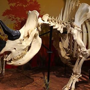 Skeletons: Animals Unveiled! - YouTube