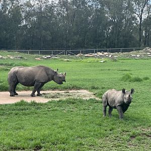 Black rhino mother and calf (2023)