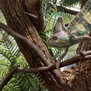 Veiled Chameleon