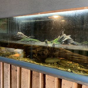 Saltwater Crocodile Exhibit