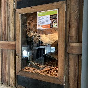 Carpet Python Exhibit