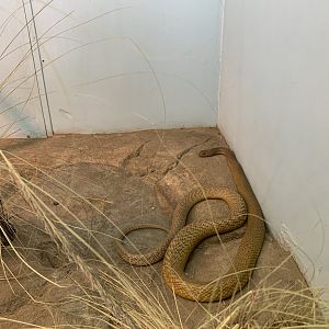 Inland Taipan