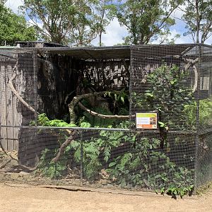 Outdoor Carpet Python Exhibit