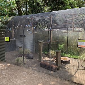 Budgerigar Exhibit