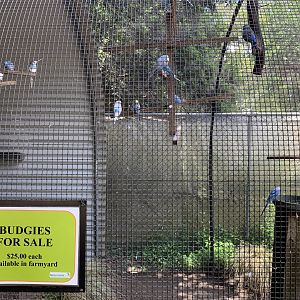 Budgies For Sale