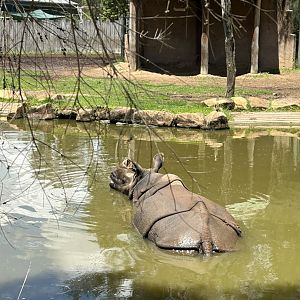 Greater one-horned rhino swimming