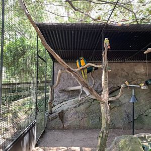 Blue-and-yellow Macaw