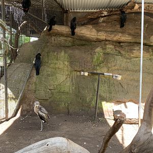 Native Aviary