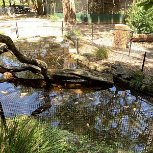 Alligator Snapping Turtle Pond