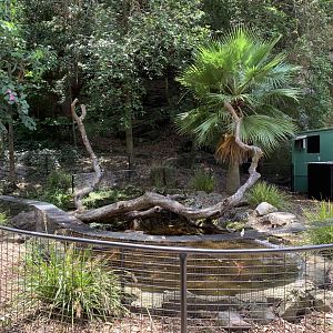 Alligator Snapping Turtle Exhibit