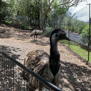 Emu