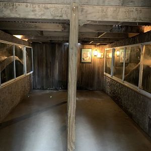 Wombat Burrow Viewing