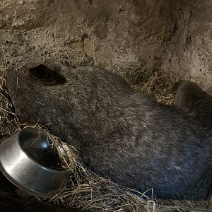 Common Wombat