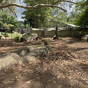 Swamp Wallaby Exhibit