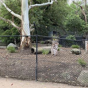 Wallaby and Wombat Exhibit