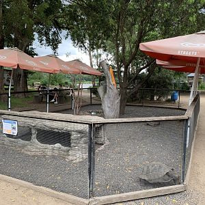 Aldabra Giant Tortoise Exhibit