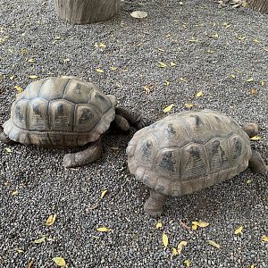 Aldabra Giant Tortoise