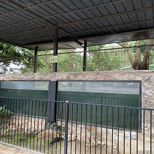 Saltwater Crocodile Exhibit