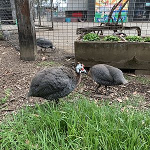 Helmeted Guineafowl
