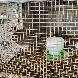 Masked Lapwing Chick