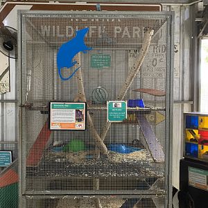 Domestic Rat Exhibit