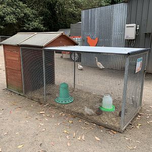 Japanese Quail Enclosure