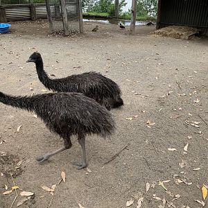Emu Chicks