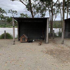 Domestic Dog Exhibit