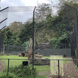 White Lion Enclosure