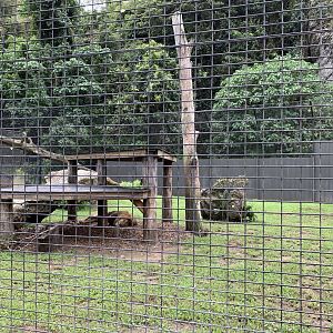 Tawny Lion Enclosure