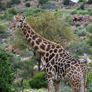 Cape Giraffe (Giraffa giraffa)