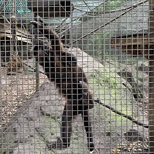 Black-capped Capuchin