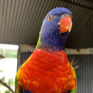 Rainbow Lorikeet