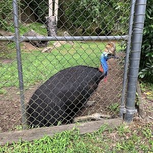 Southern Cassowary