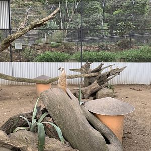 Meerkat