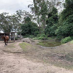 Domestic Horse Paddock