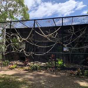 Cotton-top Tamarin Enclosure