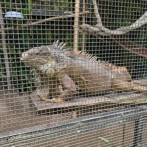 Common Iguana
