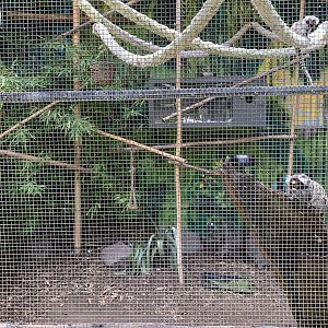 Marmoset and Tortoise Exhibit