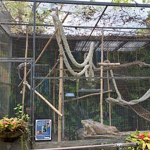 Marmoset and Iguana Exhibit